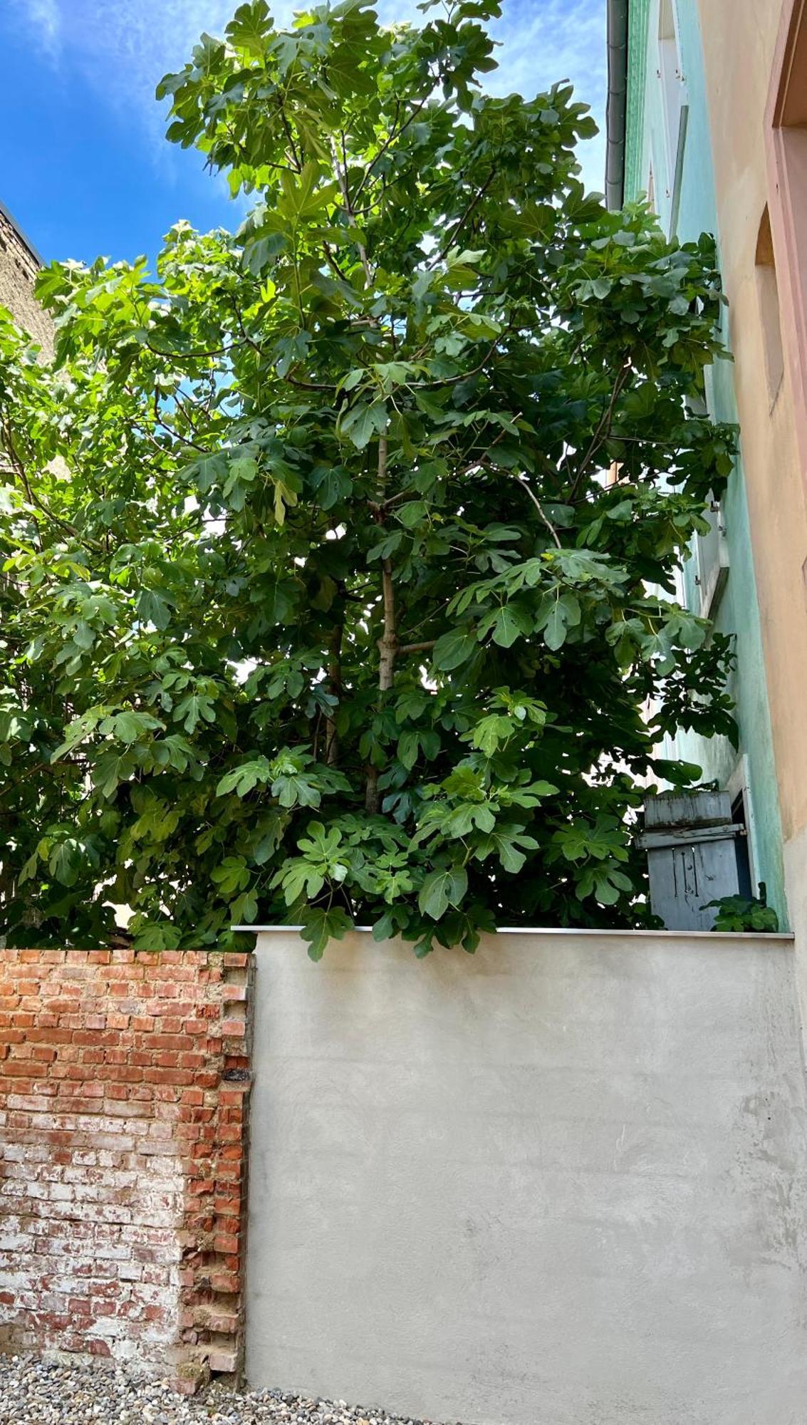 Rs-0 - Appartement F2 Au Rdc A Mulhouse Pour 1-3 Pers Bagian luar foto